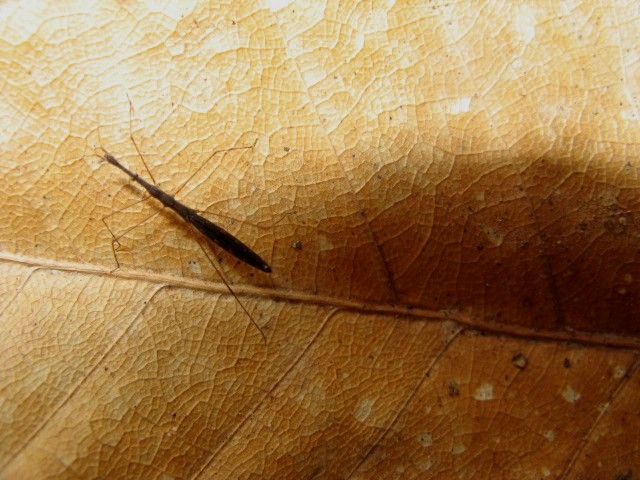 Heteroptera dei Colli Euganei